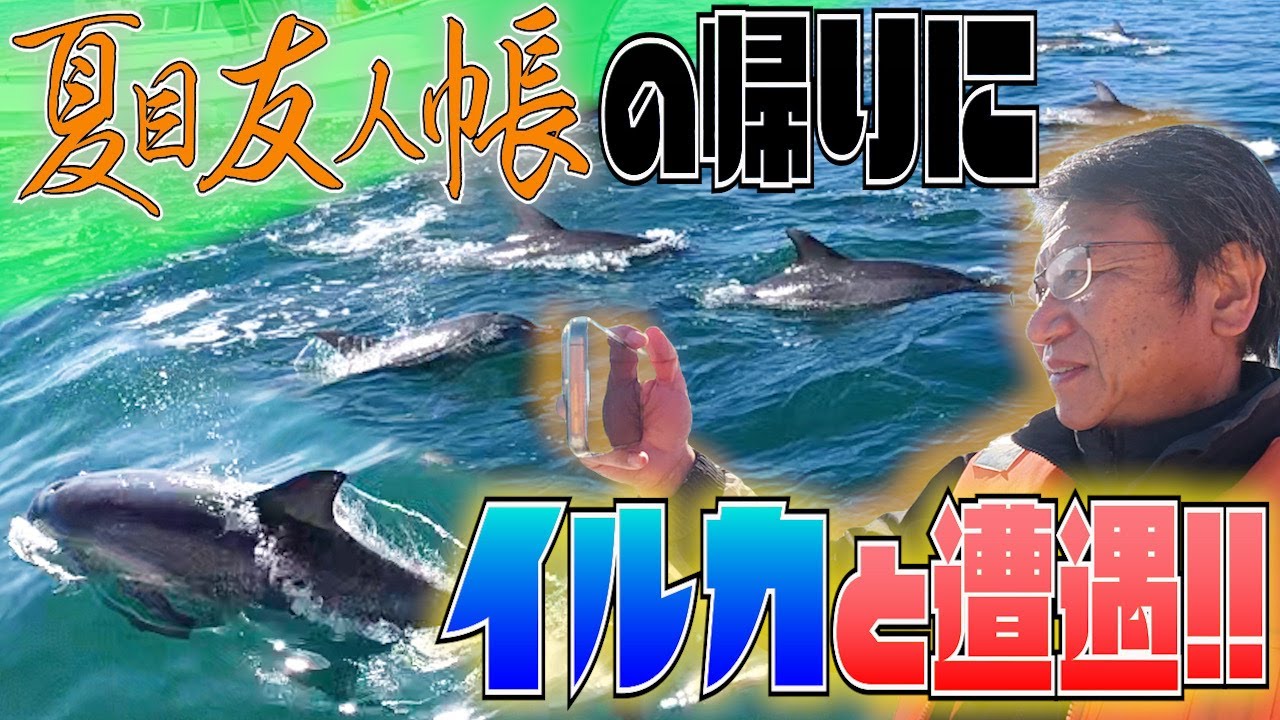 ニャンコ先生の帰りに寄り道したら、奇跡的にイルカの大群が見られました。KAZUFUN 声優　井上和彦