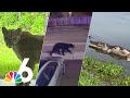 Top 10 Wild Animal Encounters In Florida Of Summer 2023