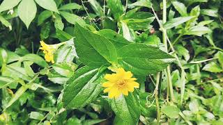 Download lagu Koleksi lagu lagu terbaik|Asep irama (kembali kan dia,aku dilahirkan untuk siapa) mp3 Download lagu Koleksi lagu lagu terbaik|Asep irama (kembali kan dia,aku dilahirkan untuk siapa) mp3