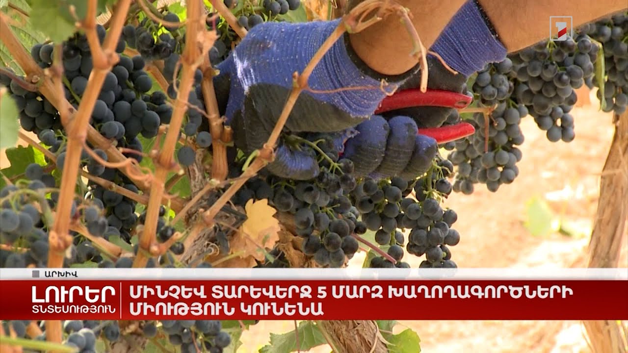 Մինչև տարեվերջ 5 մարզ խաղողագործների միություն կունենա