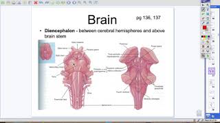 10.2 - Diencephalon, Brain Stem, Cerebellum