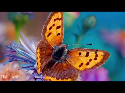 12 Hours  of Beautiful Relaxing Music, Peaceful  Instrumental Music "Butterfly Garden"" by Tim Janis