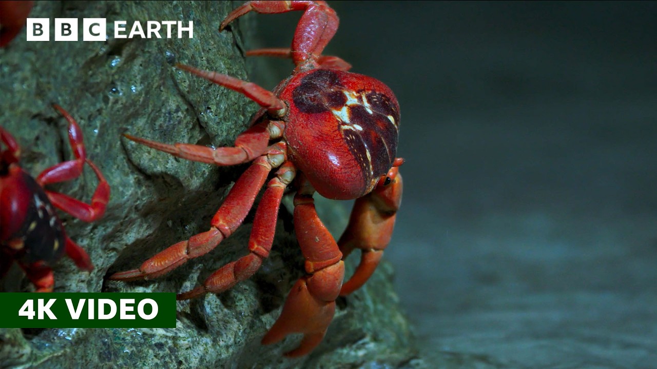 Early Commencement: Christmas Island Red Crab Migration Begins Ahead of Schedule
