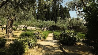 Israel Tour 2019: Garden of Gethsemene