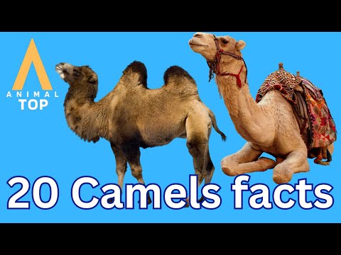 20 amazing facts about camels #camel #facts #animal