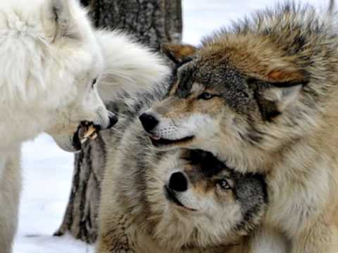 louder than thunder(wolves)