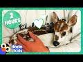 2 Hours Of Animals Being Ridiculously Cute | Dodo Kids | Animal Videos For Kids