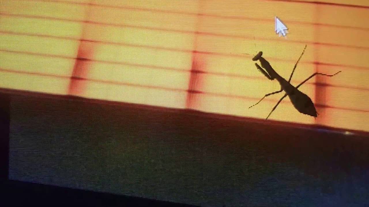 Video: Praying mantis follows cursor
