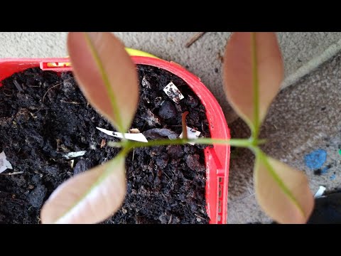 How to grow Lychee tree from seeds - UK/Exotic Tropical Fruit - UK