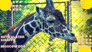 Сетчатый жираф Московский зоопарк Reticulated giraffe Moscow Zoo 
Подпишитесь на канал https://www.youtube.com/c/ziminvideo
Сетчатый жираф. Московский зоопарк.
Музыка - Александр Зимин.
Отряд: Парнокопытные. Семейство: Жирафовые.