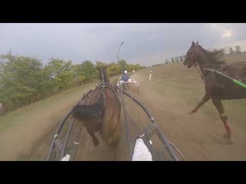 CICARDI STABLE   Fila  voz.Marko Gajic, Csantavér 2016.09.11