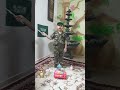 النشيد الوطني السعودي بصوت طفلة