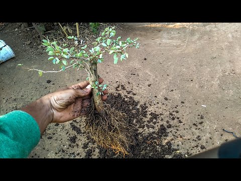 download lagu mp3 mp4 Unwired Roots, download mp3 Unwired Roots free downloadn, video klip Unwired Roots