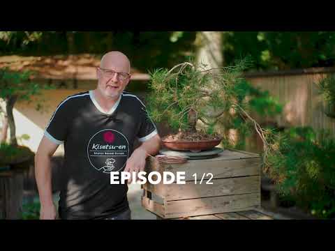 Scots pine 1/2 TRAILER