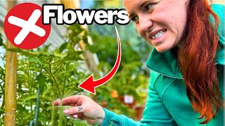 Plants Can See Light You Can’t—and It’s Wrecking Your Blooms