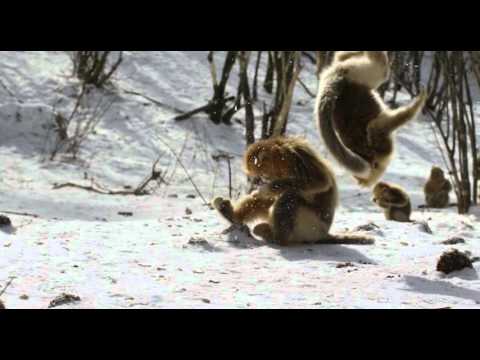 Born In China (2017) - Earth Day Trailer (VO)