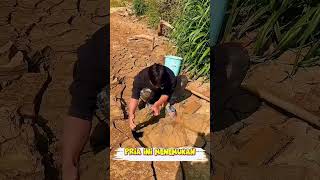 Download lagu THIS IS WHAT I'VE BEEN WAITING FOR DURING THE DRY SEASON#shorts #fishing #fish #drought mp3