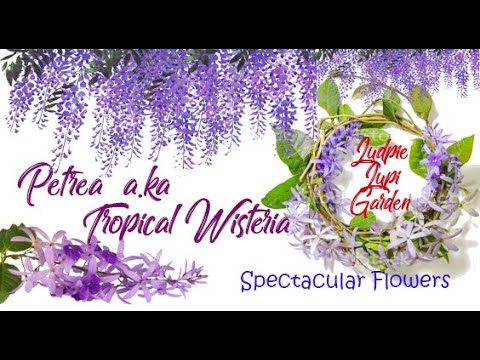 , title : 'Cara merawat Petrea volubilis a.ka Tropical Wisteria? (How to take care for Petrea volubilis)'