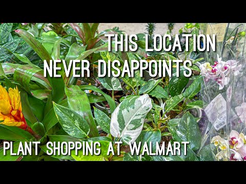 Rare Plant Shopping at Walmart! Costa Farms New Plants!