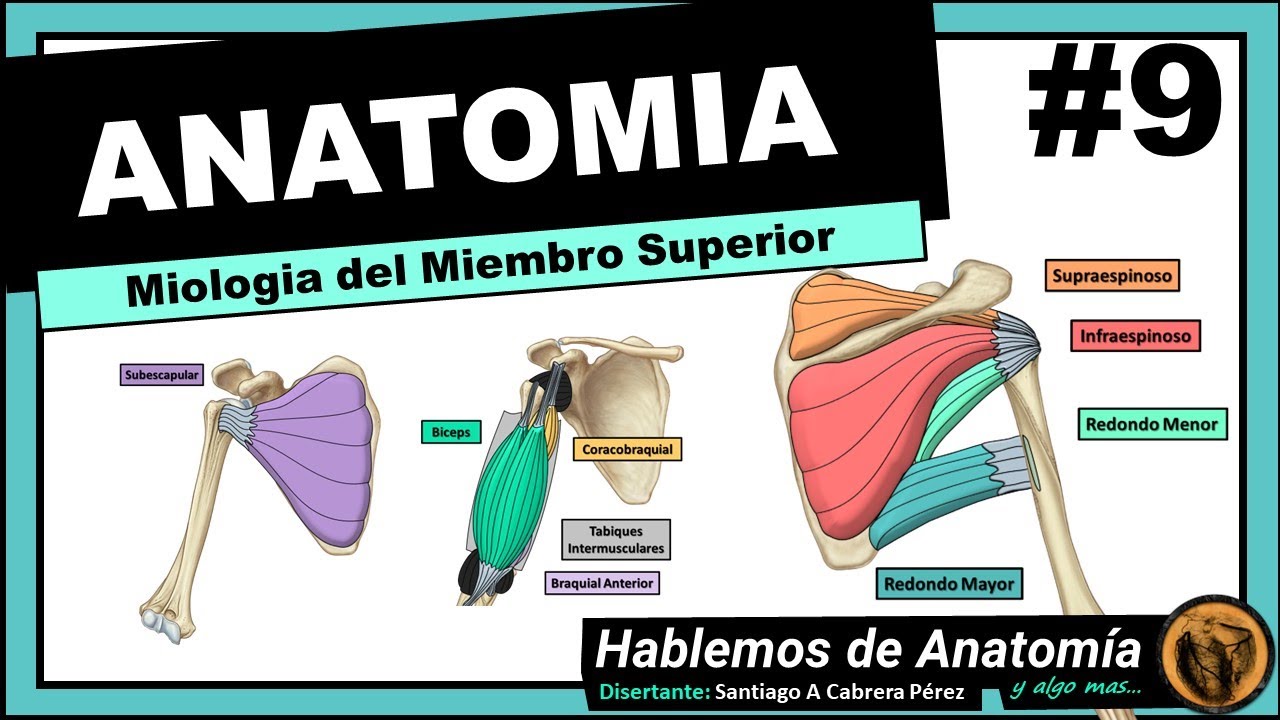 🔴 #9👉 ANATOMÍA 🟩 MIOLOGIA  DEL MIEMBRO SUPERIOR 🟪 (1ra PARTE) 🟥