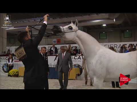 N.180 NESJ EL MARKHISA - Verona 2017 - 4-6 Years Old Mares (Class 7)