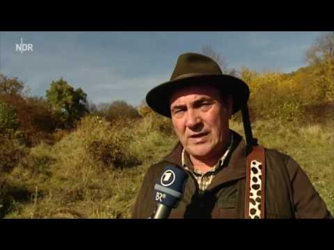 27535 gemeinde tiere ARD Rumänien׃ Jagd auf wilde Bären  ¦ Weltbilder ¦ NDR