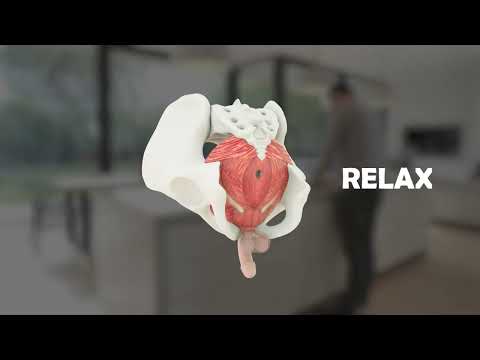Male pelvic floor muscle exercises - 3D animation