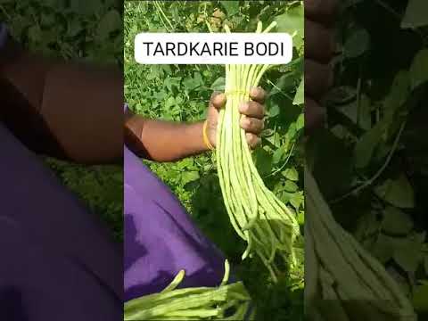 Trinidad & Tobago Agronomist Michael Baboolal displays Tardkarie bodi with Farmer Vijay Gillan.