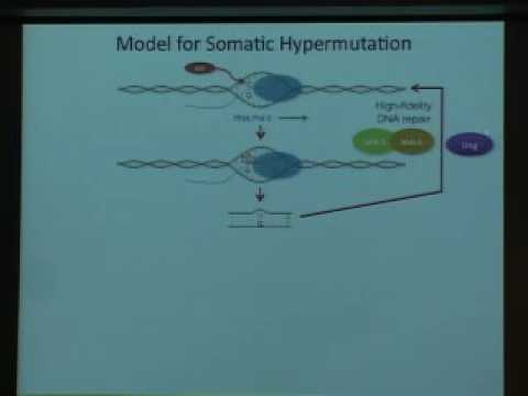Targeting and Mistargeting of Somatic Hypermutation: Implications for Lymphomagenesis