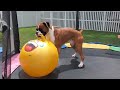 Bruno With Hopper Ball On Trampoline