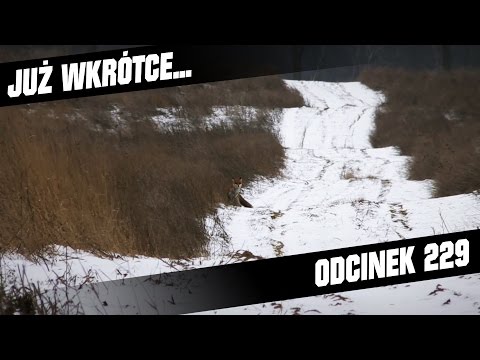 Darz Bór zapowiedź odcinka 229