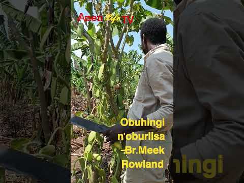 𝖮𝖻𝗎𝗁𝗂𝗇𝗀𝗂 𝗇'𝗈𝖻𝗂𝗋𝗂𝗂𝗌𝖺 -𝖡𝗋.𝖬𝖾𝖾𝗄 𝖱𝗈𝗐𝗅𝖺𝗇𝖽