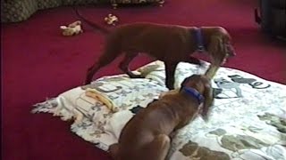 Remembering Skinny Minn&#39; as a Puppy :) (VHS Home Video)