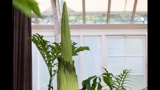 [爆卦] 等15年的屍花開啦！