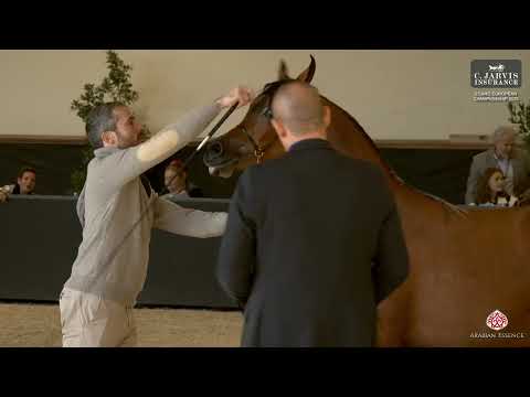 ECAHO European Championship 2025   Class 3A