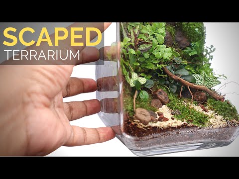 Learn to build a scaped moss wall terrarium