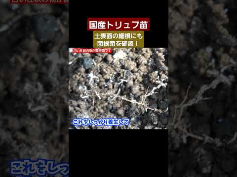 園芸 黒ヴィテロットポテト、ネグレス、中国産トリュフ