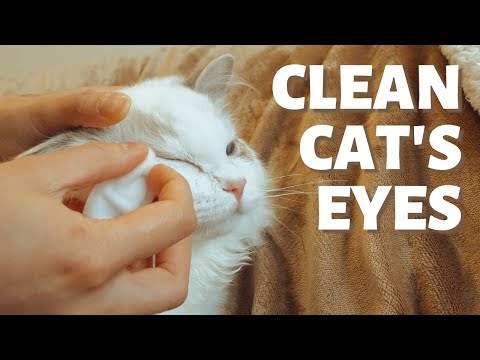 How to Clean Your Cat's Eyes | 4 Step Tutorial to Care for Cat’s Eyes