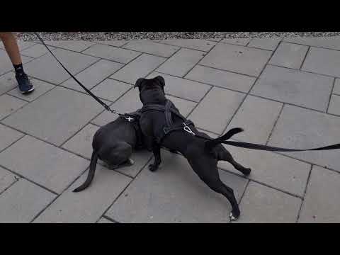 STAFFORDSHIRE BULL TERRIER BREED 2 #staffordshire #staffordshirebullterrier #norway #dogs