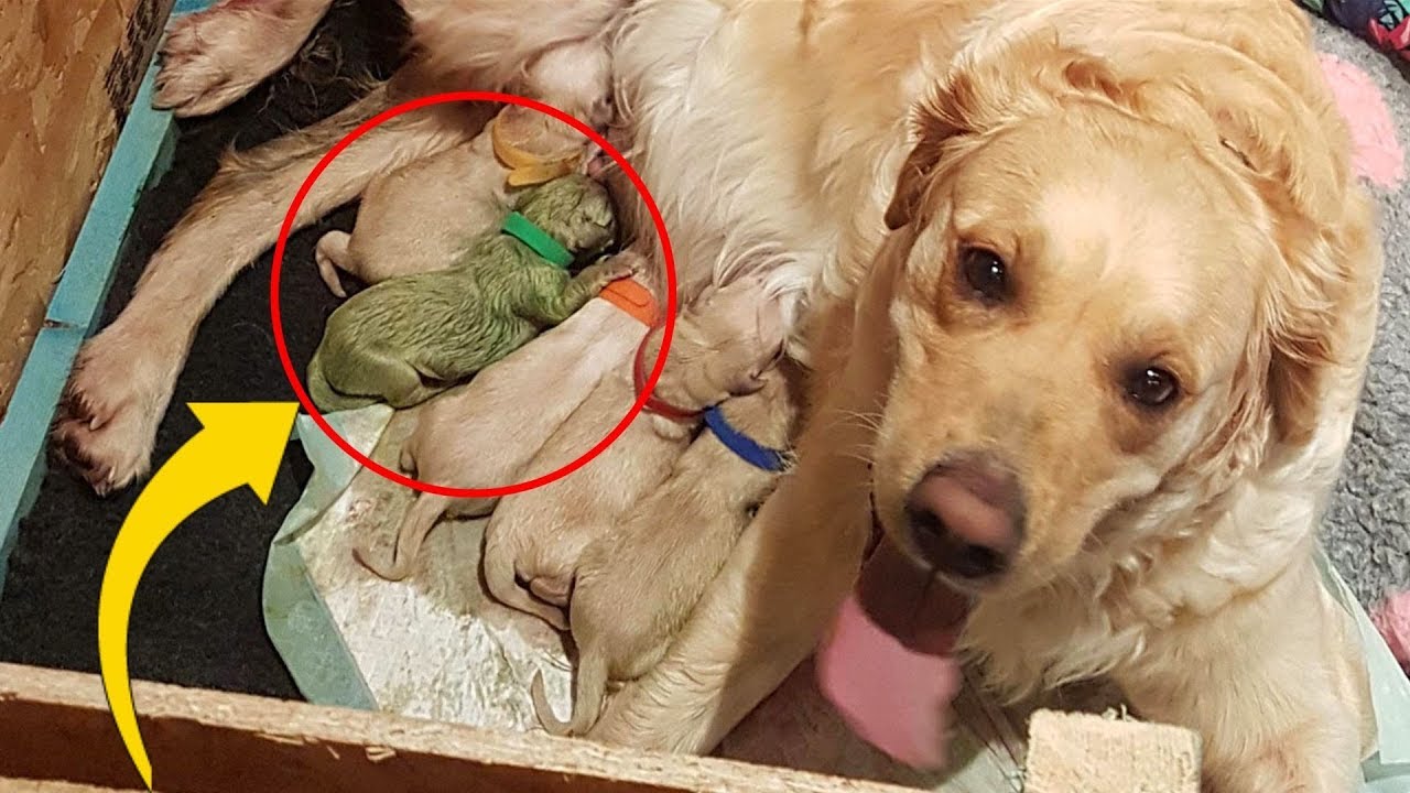 Golden Gives Birth To Rare Puppy, Only 3 Known To Have Ever Existed