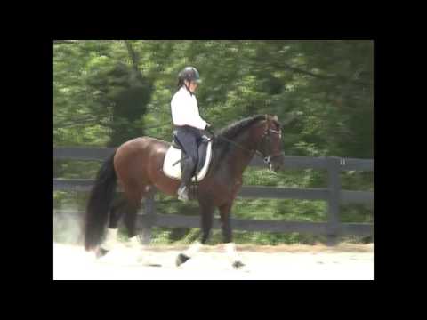 Kairos - 2012 PRE REvised Andalusian Dressage Stallion