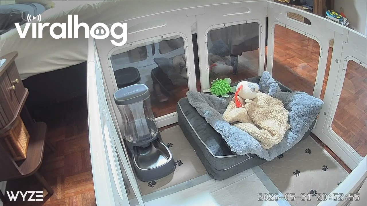 Dachshund Puppy Problem Solves Out of Playpen || ViralHog