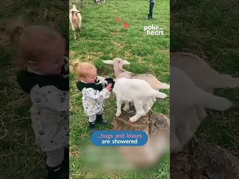 Toddler is Thrilled to Meet Baby Goats