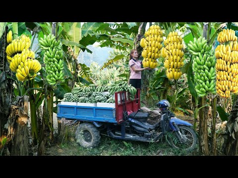 FULL VIDEO: 30 Days Harvest Banana, Sweet Potato, Ginger and Agricultural products Go To Market Sell