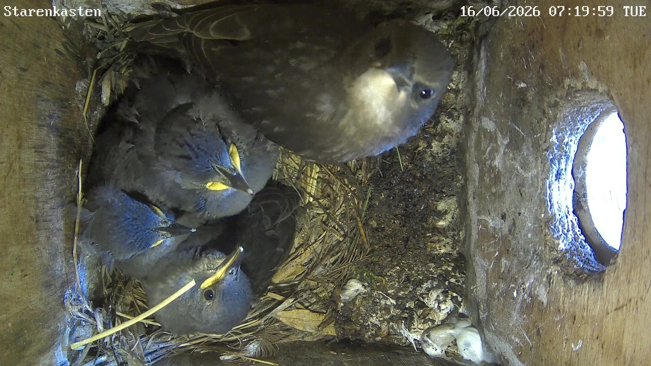 Ein fremder Vogel im Nest der Stare sorgt für Verwirrung! | 16.06.2026