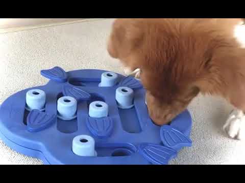 Nina Ottosson Puppy  Hide 'n Slide Voerspeelgoed Level 2