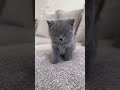 This Baby British Shorthair Has Stolen My Heart Cat Shorts Britishshorthair