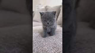 Download lagu This baby British Shorthair has stolen my heart! 💕🐱 #cat  #shorts  #britishshorthair mp3