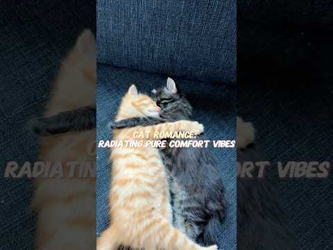 They are literally living in a romantic comedy💘😻#cat #catlove #lovestory #catlover #fyp