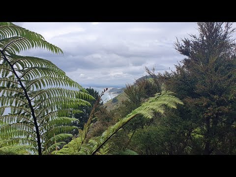 Te Araroa New Zealand 2019/2020 - Day 14: Mangawhai, Aotearoa Surf / km 457